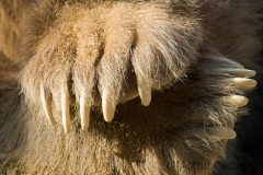Braunbär, Kodiakbär