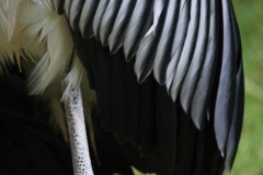 Großer Marabu; Leptoptilus crumeniferus; Marabou Stork