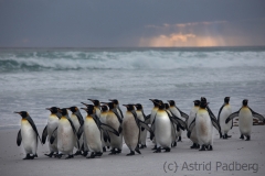 Königspinguine