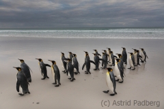 Königspinguine