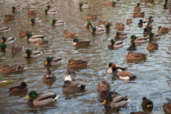 11_enten_3155_web