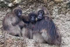 Dschelada; gelada; Theropithecus gelada
