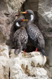 Red-legged cormorant, Puerto Desado