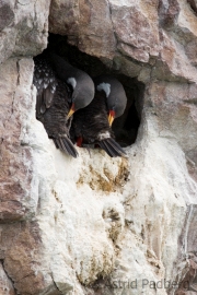 Red-legged cormorant, Puerto Desado