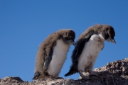 Southern rockhopper penguin, Isla Pinguino