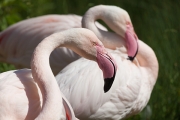 Greater flamingo, Bern Zoo (CH)