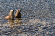 Southern sea lion, Sea Lion Island