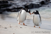 Gentoo penguin, Bleaker Island