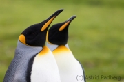 King penguin, East Falkland