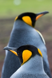 King penguin, East Falkland