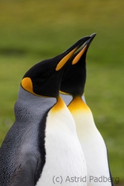 King penguin, East Falkland