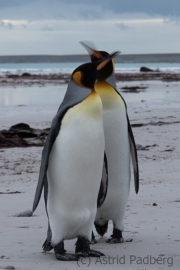 King penguin, East Falkland