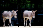 African wild ass; African wild donkey, Basel Zoo