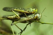 Short-horned grasshoppers, Basel Zoo