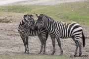 Grévy's zebra;Equus grevyi, Beekse Bergen (NL)