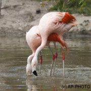 Phoenicopterus chilensis; Chilean flamingo, Beekse Bergen (NL)