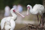 Afrikanischer Löffler;African Spoonbill;Platalea alba