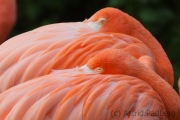 Flamingos, Osnabrück Zoo