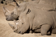 Rhinos, Emmen Zoo (NL)