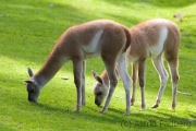 Guanaco, Wuppertal Zoo