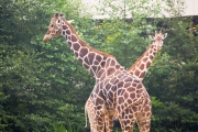 Giraffs, Duisburg Zoo