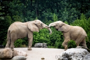 Elephants, Duisburg Zoo