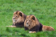 Lions, Wuppertal Zoo