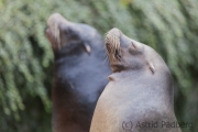 California sea lion, Wuppertal Zoo