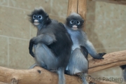 dusky leaf monkey, Wuppertal Zoo