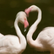 Greater flamingo, Bern Zoo (CH)