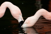 Flamingos, Wuppertal Zoo
