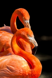 Flamingos, Duisburg Zoo