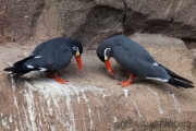 Inca tern, Krefeld Zoo