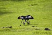 Black crowned crane, Wuppertal Zoo