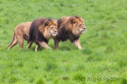 Lions, Wuppertal Zoo