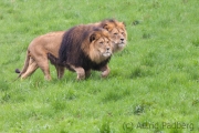 Lions, Wuppertal Zoo