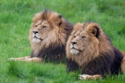 Lions, Wuppertal Zoo