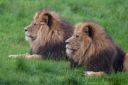Lions, Wuppertal Zoo