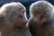 Hamadryas baboon, Krefeld Zoo