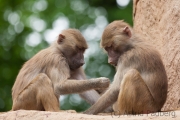 Hamadryas baboon, Köln Zoo