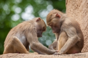 Hamadryas baboon, Köln Zoo