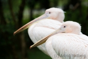 Great white pelican, Wuppertal Zoo