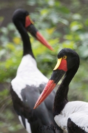 Saddle-billed stork, Pairi Daisa (B)