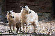 Golden takin, Breslau Zoo (PL)