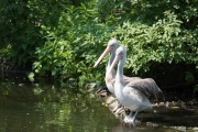 Great white pelican, Breslau Zoo (PL)