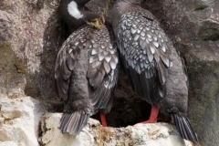 Red-legged cormorant, Puerto Desado