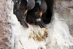 Red-legged cormorant, Puerto Desado