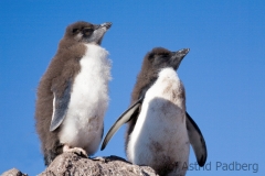 Southern rockhopper penguin, Isla Pinguino
