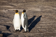 King penguin, Saunders