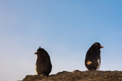 Southern rockhopper penguin, Bleaker Island